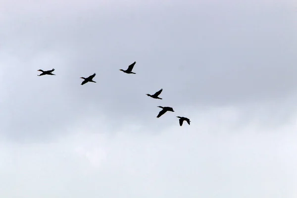 Aves Voam Alto Céu Sobre Mar Mediterrâneo Israel — Fotografia de Stock