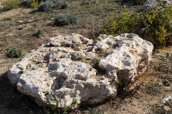 Steine Und Muscheln Einem Stadtpark Ufer Des Mittelmeeres Norden Israels — Stockfoto