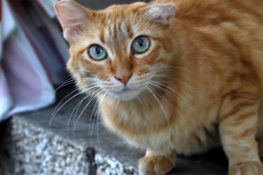 kedi - Kudüs sokaklarında evcil memeli 