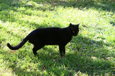 kedi - Kudüs sokaklarında evcil memeli 