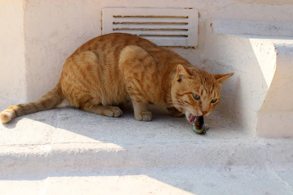 Katze Säugetier Auf Der Straße Jerusalem — Stockfoto