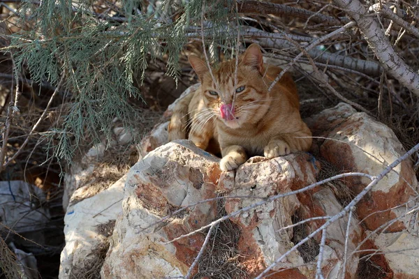 耶路撒冷街上的猫科动物 — 图库照片