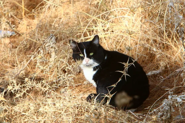 Cat Pet Mammal Streets Jerusalem — 스톡 사진