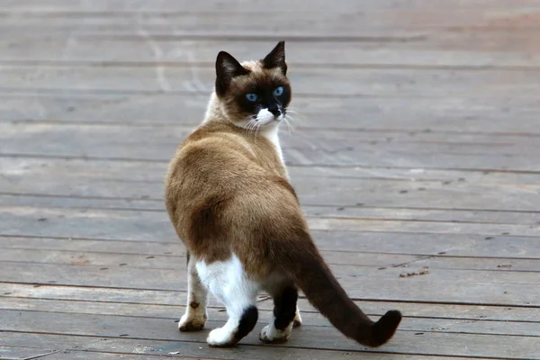 Gato Mamífero Mascota Las Calles Jerusalén — Foto de Stock