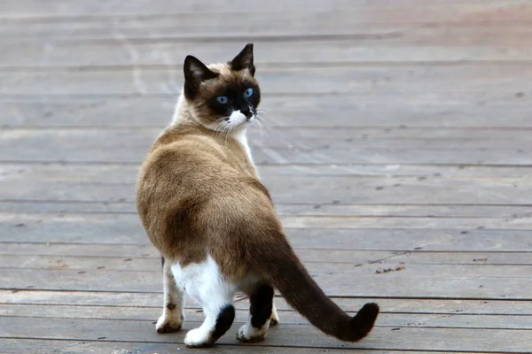 Gato Mamífero Mascota Las Calles Jerusalén — Foto de Stock