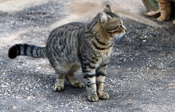 Кошка Животное Млекопитающее Улицах Иерусалима — стоковое фото