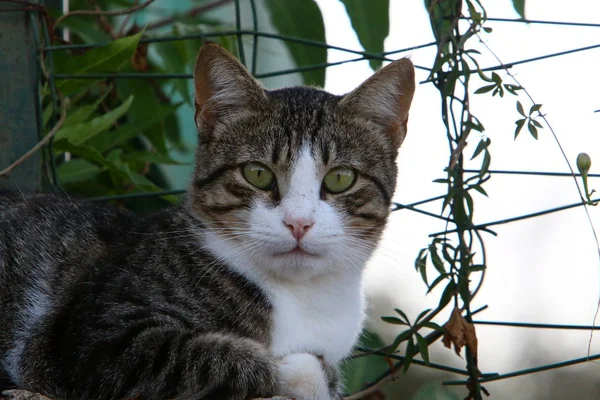 Kočka Domácí Savec Ulicích Jeruzalémě — Stock fotografie