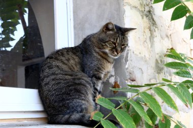 kedi - Kudüs sokaklarında evcil memeli 