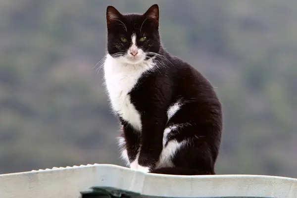 Gato Mamífero Mascota Las Calles Jerusalén — Foto de Stock