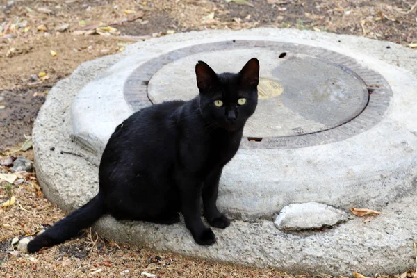 Gato Animal Estimação Mamífero Nas Ruas Jerusalém — Fotografia de Stock