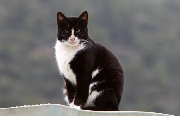 Gato Mamífero Mascota Las Calles Jerusalén — Foto de Stock