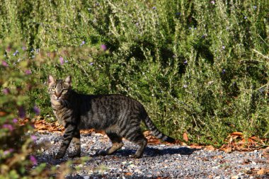 kedi - Kudüs sokaklarında evcil memeli 