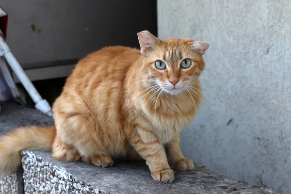 Katze Säugetier Auf Der Straße Jerusalem — Stockfoto