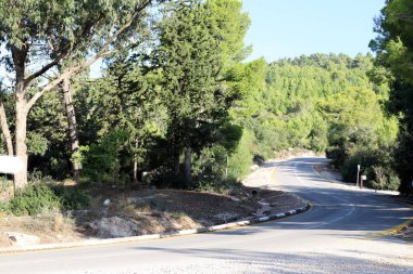 İsrail devletinin kuzeyindeki bir ormanda dolambaçlı dağ yolu. 