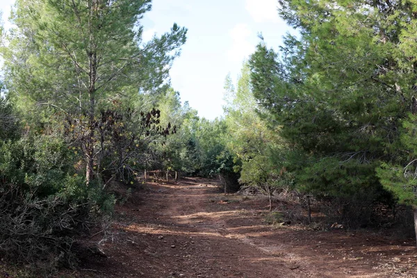 Winding Mountain Road Forest North State Israel — 스톡 사진