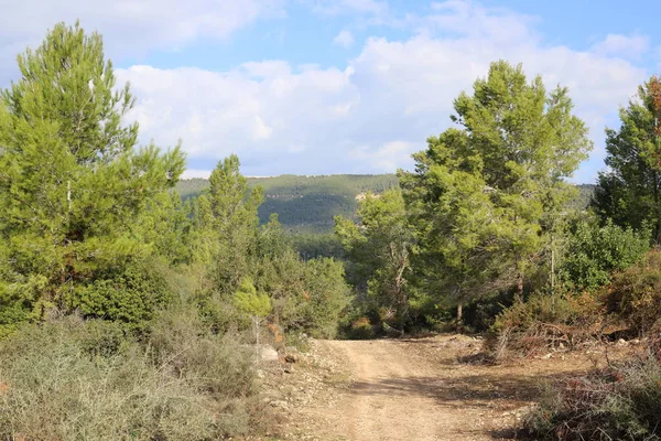 イスラエル北部の森の中で山岳道路を巻き — ストック写真