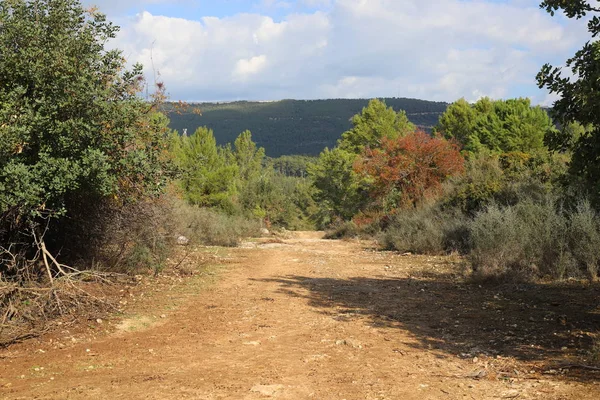 Klikatá Horská Cesta Lese Severu Státu Izrael — Stock fotografie