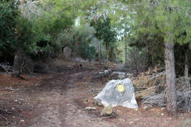 İsrail devletinin kuzeyindeki bir ormanda dolambaçlı dağ yolu. 