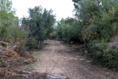 İsrail devletinin kuzeyindeki bir ormanda dolambaçlı dağ yolu. 