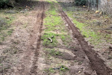 İsrail devletinin kuzeyindeki bir ormanda dolambaçlı dağ yolu. 