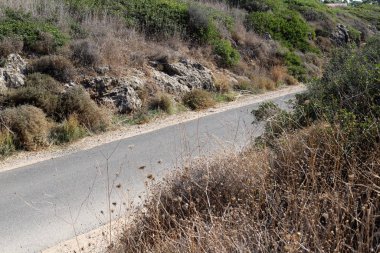 İsrail devletinin kuzeyindeki bir ormanda dolambaçlı dağ yolu. 