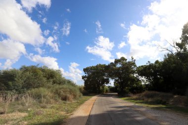 İsrail devletinin kuzeyindeki bir ormanda dolambaçlı dağ yolu. 