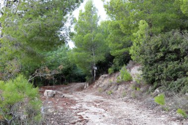 İsrail devletinin kuzeyindeki bir ormanda dolambaçlı dağ yolu. 
