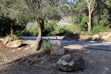 İsrail devletinin kuzeyindeki bir ormanda dolambaçlı dağ yolu. 