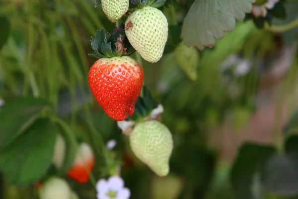 Saftige Und Süße Erdbeeren Die Januar Der Negev Wüste Südisrael — Stockfoto