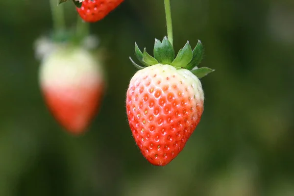 Fresas Jugosas Dulces Maduraron Enero Desierto Del Negev Sur Israel —  Fotos de Stock