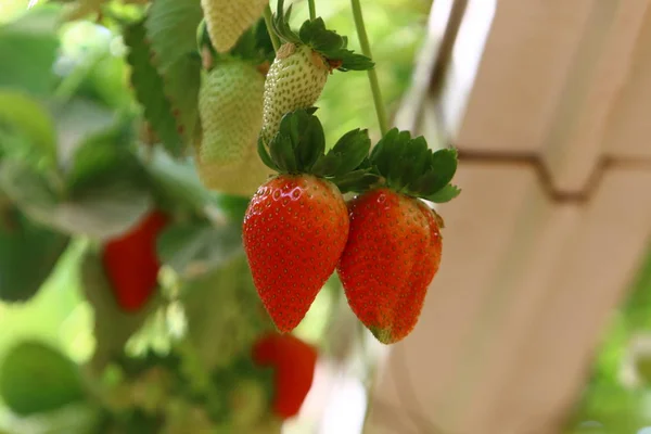 Saftige Und Süße Erdbeeren Die Januar Der Negev Wüste Südisrael — Stockfoto