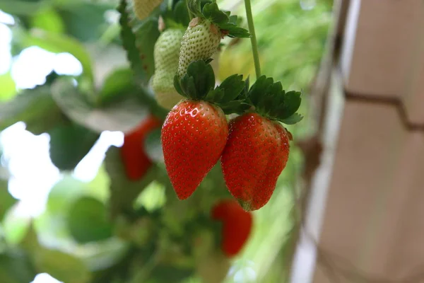 Saftige Und Süße Erdbeeren Die Januar Der Negev Wüste Südisrael — Stockfoto