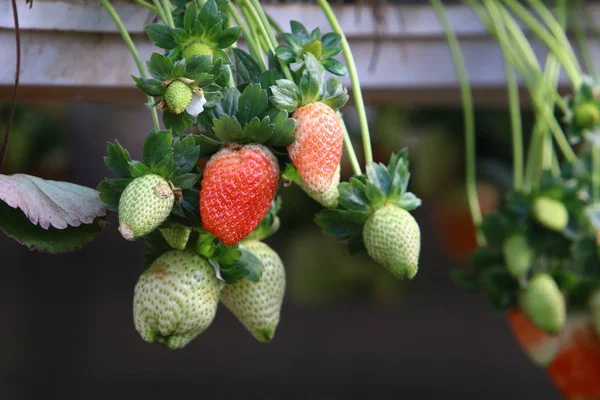 Saftige Und Süße Erdbeeren Die Januar Der Negev Wüste Südisrael — Stockfoto