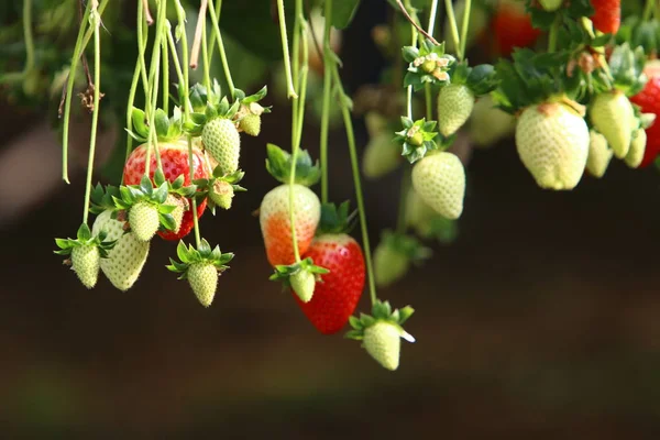Ζουμερές Και Γλυκές Φράουλες Ωρίμασαν Τον Ιανουάριο Στην Έρημο Negev — Φωτογραφία Αρχείου