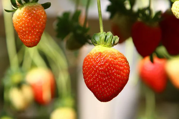 Saftige Und Süße Erdbeeren Die Januar Der Negev Wüste Südisrael — Stockfoto