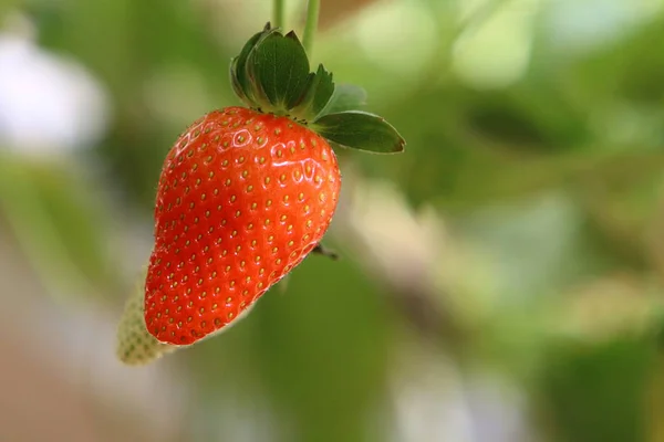 Fresas Jugosas Dulces Maduraron Enero Desierto Del Negev Sur Israel —  Fotos de Stock