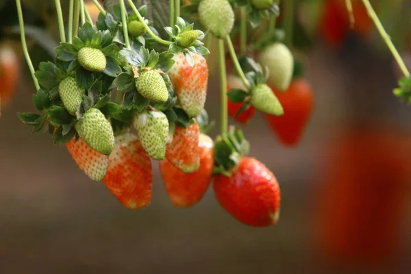 Saftige Und Süße Erdbeeren Die Januar Der Negev Wüste Südisrael — Stockfoto