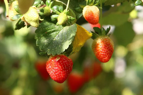 Saftige Und Süße Erdbeeren Die Januar Der Negev Wüste Südisrael — Stockfoto