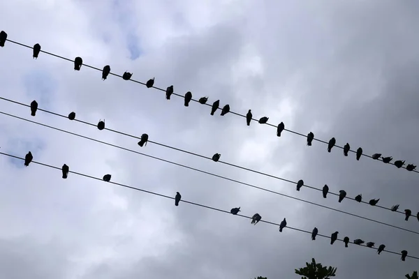 Bando Pássaros Senta Fios Elétricos Que Carregam Corrente Elétrica — Fotografia de Stock