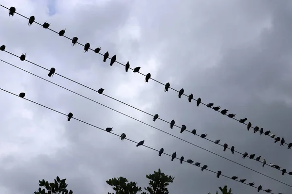 a flock of birds sits on electric wires that carry electric current