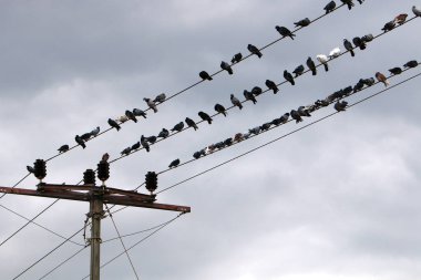 Bir kuş sürüsü elektrik akımı taşıyan elektrik kablolarının üzerinde oturur. 