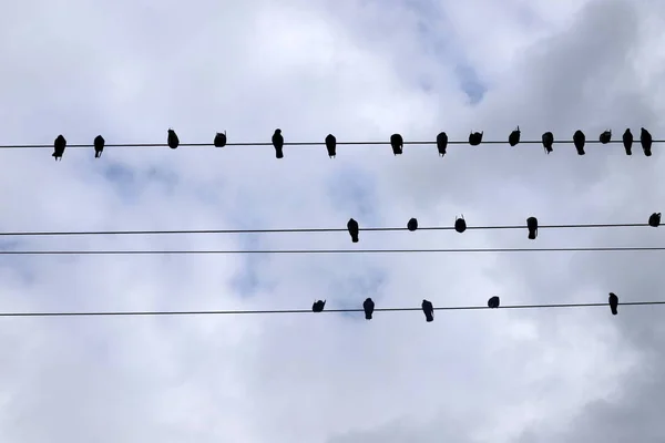 a flock of birds sits on electric wires that carry electric current
