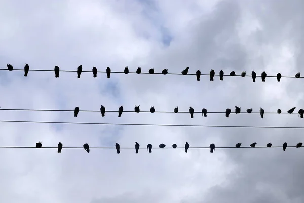 Troupeau Oiseaux Est Assis Sur Des Fils Électriques Qui Transportent — Photo
