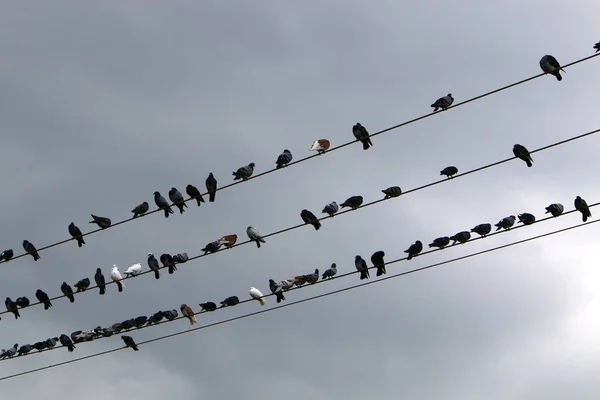 Una Bandada Aves Sienta Cables Eléctricos Que Llevan Corriente Eléctrica —  Fotos de Stock