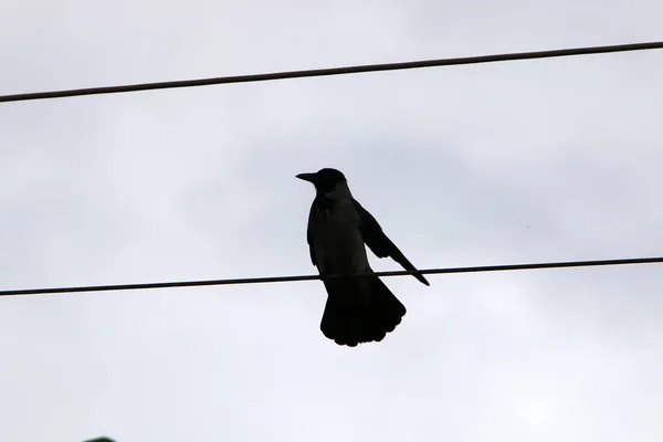 Ein Schwarm Vögel Sitzt Auf Elektrischen Drähten Die Elektrischen Strom — Stockfoto