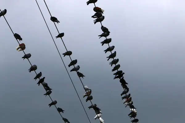 Una Bandada Aves Sienta Cables Eléctricos Que Llevan Corriente Eléctrica — Foto de Stock