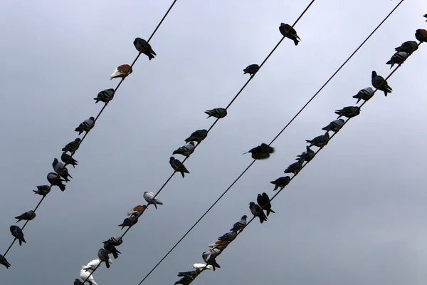 Flock Birds Sits Electric Wires Carry Electric Current — Stock Photo, Image