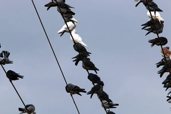Una Bandada Aves Sienta Cables Eléctricos Que Llevan Corriente Eléctrica — Foto de Stock