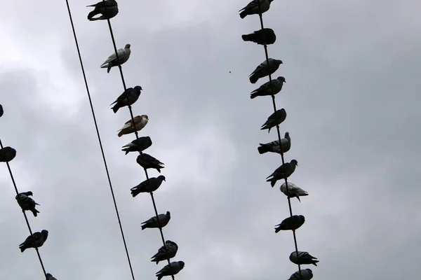 Зграя Птахів Сидить Електричних Дротах Які Несуть Електричний Струм — стокове фото