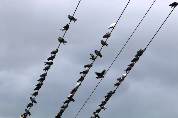 Hejno Ptáků Sedí Elektrických Drátech Které Přenášejí Elektrický Proud — Stock fotografie